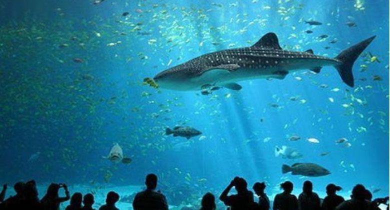 Taraporewala Aquarium 4